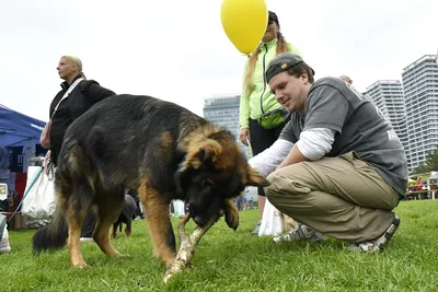 PesFest 2026, fotografie 100