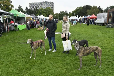 PesFest 2026, fotografie 11
