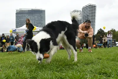 PesFest 2026, fotografie 21