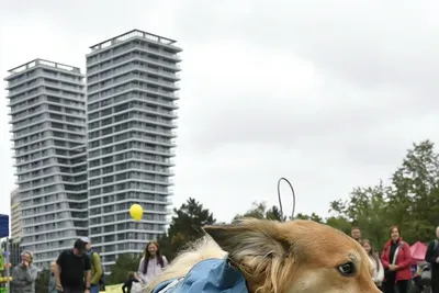 PesFest 2026, fotografie 23