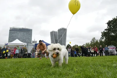 PesFest 2026, fotografie 25