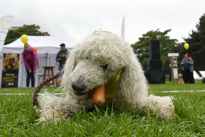 PesFest 2026, fotografie 27