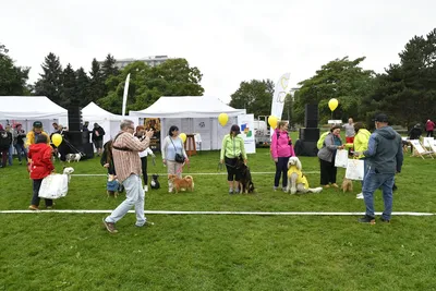 PesFest 2026, fotografie 31