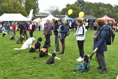 PesFest 2026, fotografie 36