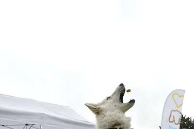 PesFest 2026, fotografie 38