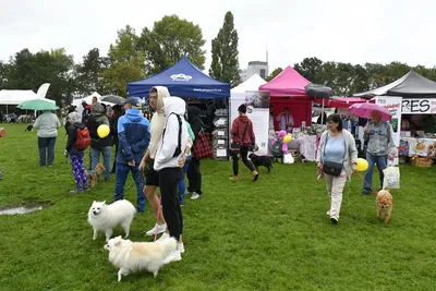 PesFest 2026, fotografie 4