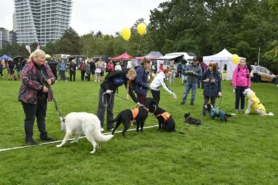 PesFest 2026, fotografie 40