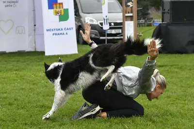 PesFest 2026, fotografie 43