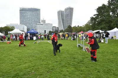 PesFest 2026, fotografie 6
