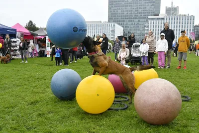 PesFest 2026, fotografie 60