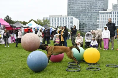 PesFest 2026, fotografie 61