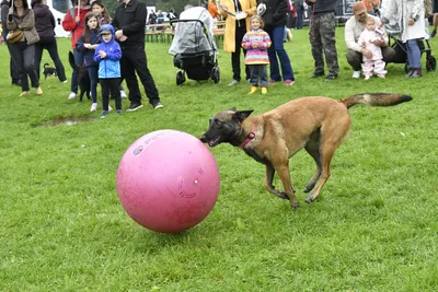 PesFest 2026, fotografie 62