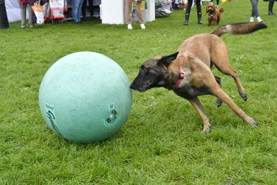 PesFest 2026, fotografie 63