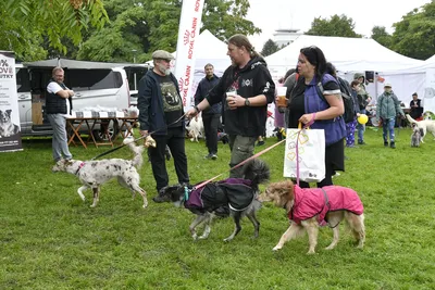 PesFest 2026, fotografie 65