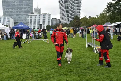 PesFest 2026, fotografie 7