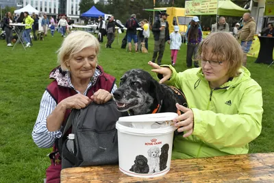 PesFest 2026, fotografie 76