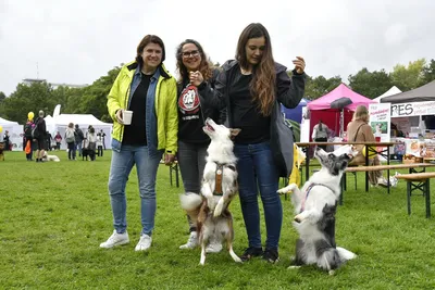 PesFest 2026, fotografie 83