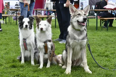 PesFest 2026, fotografie 89
