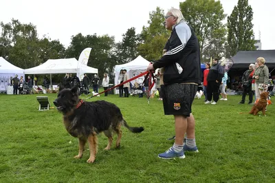 PesFest 2026, fotografie 9