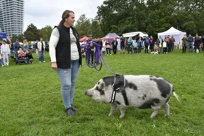PesFest 2026, fotografie 94