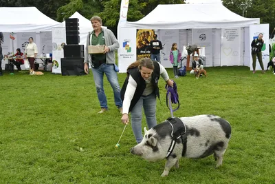 PesFest 2026, fotografie 95