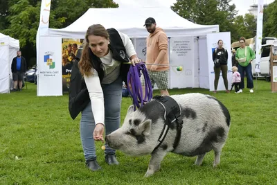 PesFest 2026, fotografie 96