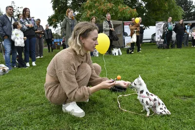 PesFest 2026, fotografie 97