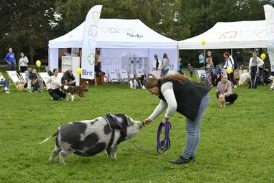 PesFest 2026, fotografie 99